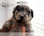 Small #9 Goldendoodle