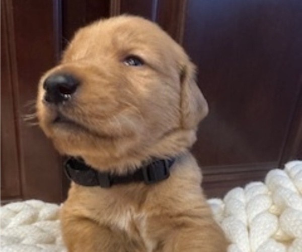 Medium Photo #6 Golden Retriever Puppy For Sale in AUMSVILLE, OR, USA