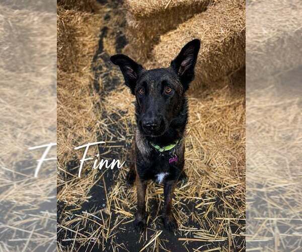 Medium Photo #5 Mutt Puppy For Sale in Imlay City, MI, USA