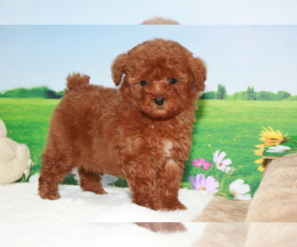 Medium Photo #2 Poodle (Toy) Puppy For Sale in MANHATTAN, NY, USA