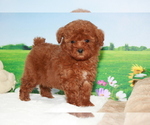 Small Photo #2 Poodle (Toy) Puppy For Sale in MANHATTAN, NY, USA