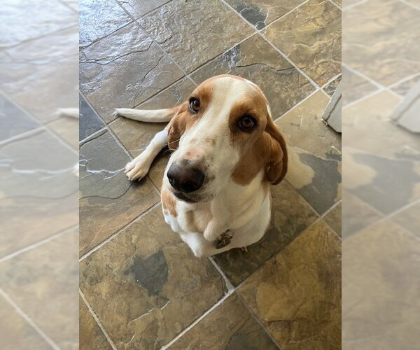 Medium Photo #1 Basset Hound Puppy For Sale in Petaluma, CA, USA