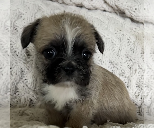 Medium Photo #3 French Bulldog Puppy For Sale in DENTON, MD, USA