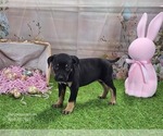 Small #5 Catahoula Leopard Dog