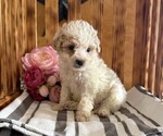 Small #3 Poodle (Miniature)