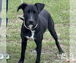 Small #1 Labrador Retriever Mix
