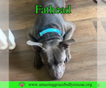 Small #15 American Pit Bull Terrier Mix