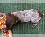 Small #5 German Shorthaired Pointer