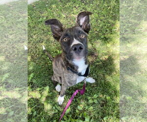 Cheerio - Female American Staffordshire Terrier-Boxer Mix Dog for Adoption - Photo #7