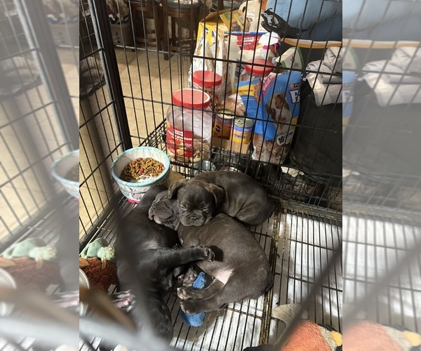 Medium Photo #1 French Bulldog Puppy For Sale in PHOENIX, AZ, USA