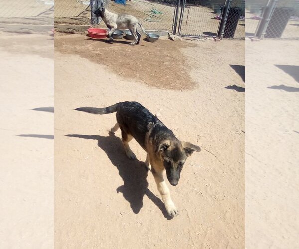 Medium Photo #17 German Shepherd Dog-Unknown Mix Puppy For Sale in Apple Valley, CA, USA
