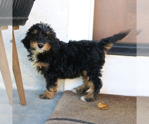 Medium Photo #3 Bernedoodle (Miniature) Puppy For Sale in NARVON, PA, USA