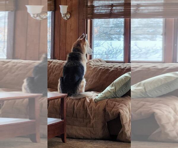 Medium Photo #5 Siberian Husky-Unknown Mix Puppy For Sale in St. Cloud, MN, USA