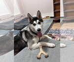 Small Photo #4 Siberian Husky Puppy For Sale in Polson, MT, USA