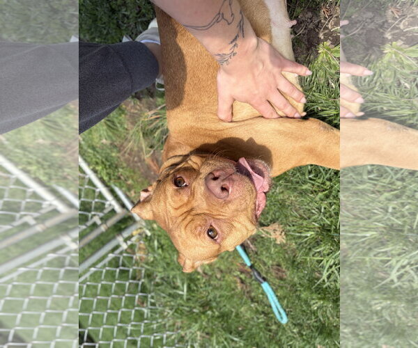 Medium Photo #5 Mutt Puppy For Sale in Jefferson, WI, USA