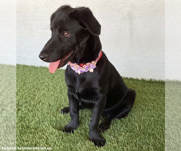 Medium Photo #2 Dachshund-Unknown Mix Puppy For Sale in San Diego, CA, USA