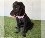 Small Photo #2 Dachshund-Unknown Mix Puppy For Sale in San Diego, CA, USA
