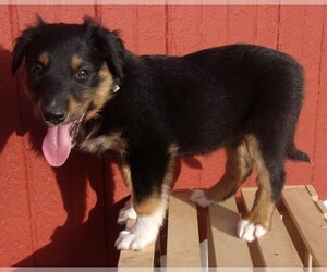 English Shepherd Puppy for sale in FREDERICKSBRG, PA, USA