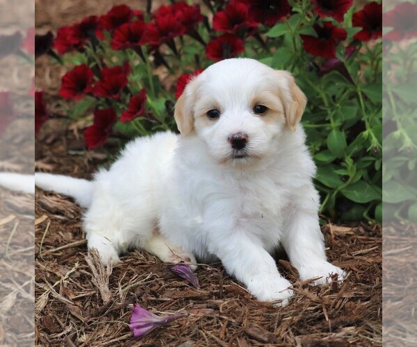 Medium Photo #4 Maltipoo Puppy For Sale in SUNBURY, PA, USA