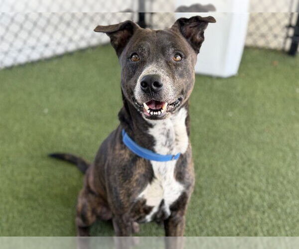 Medium Photo #2 Plott Hound-Unknown Mix Puppy For Sale in Tavares, FL, USA