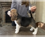 Small Photo #3 Beagle Puppy For Sale in OKLAHOMA CITY, OK, USA