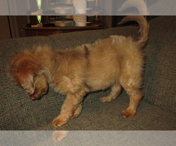 Medium Photo #13 Aussie-Poo Puppy For Sale in LINCOLN, AL, USA