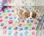 Small #3 Cavalier King Charles Spaniel