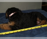 Small #1 Airedale Terrier