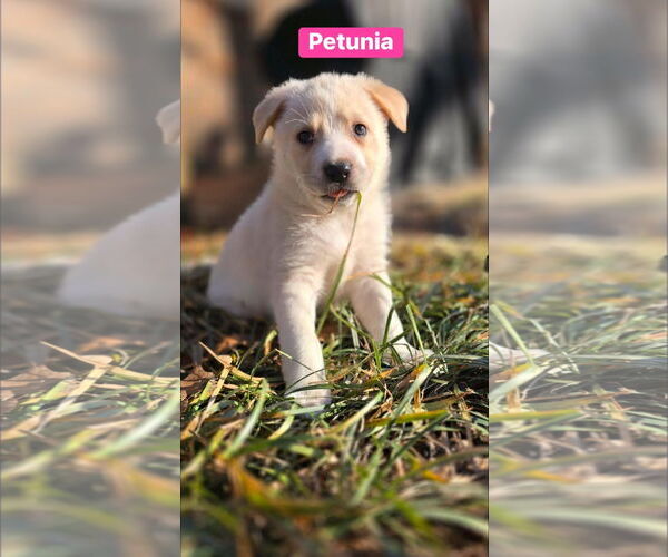 Medium Photo #2 Great Pyrenees-Unknown Mix Puppy For Sale in Alexander, AR, USA