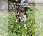 Small Mutt