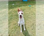 RIVER - Male Border Collie-Unknown Mix Dog for Adoption - Small photo