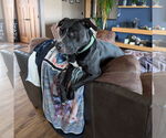 Small #4 American Pit Bull Terrier