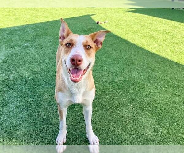 Medium Photo #1 Lab'Aire Puppy For Sale in Orange, CA, USA