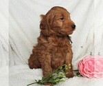 Small Photo #3 Goldendoodle (Miniature) Puppy For Sale in LEOLA, PA, USA