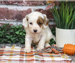 Astro - Male Cavapoo (Miniature) Puppy for Sale - Photo #4