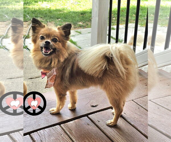 Medium Photo #2 Pomeranian Puppy For Sale in Lebanon, PA, USA