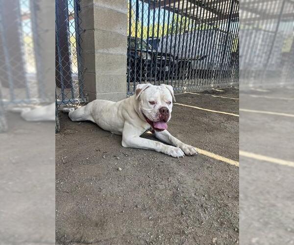 Medium Photo #1 Mutt Puppy For Sale in Riverside, CA, USA