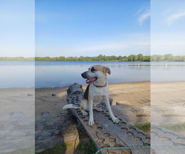 Medium Photo #8 Mutt Puppy For Sale in Minneapolis, MN, USA