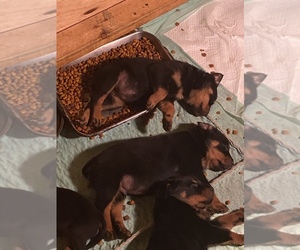 Rottweiler Puppy for sale in COLUMBIANA, OH, USA