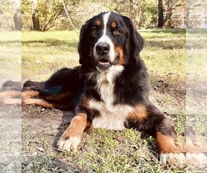 Bernese Mountain Dog Dog for Adoption in CROCKETT, Texas USA