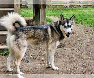 Siberian Husky Dogs for adoption in Spring Lake, NC, USA