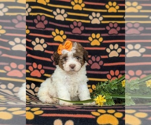 Cock-A-Poo Puppy for sale in ELKTON, MD, USA
