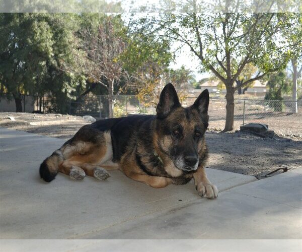Medium Photo #2 German Shepherd Dog Puppy For Sale in  Ramona, CA, USA