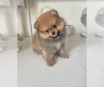 Puppy Chloe Pomeranian