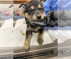 Siberian Husky-Unknown Mix Dogs for adoption in Calgary, Alberta, Canada