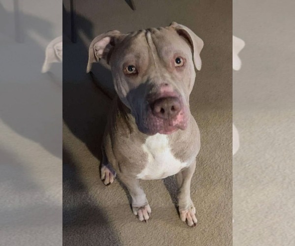 Medium Photo #6 American Pit Bull Terrier-Unknown Mix Puppy For Sale in Germantown, OH, USA