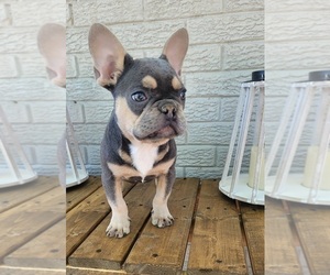 French Bulldog Puppy for sale in INDIANAPOLIS, IN, USA