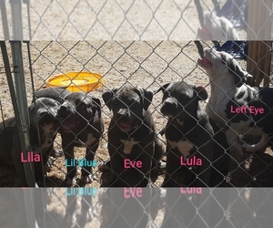 American Pit Bull Terrier Puppy for sale in ALVORD, TX, USA