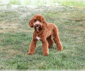 Cavapoo (Miniature) Puppy for sale in SYRACUSE, IN, USA