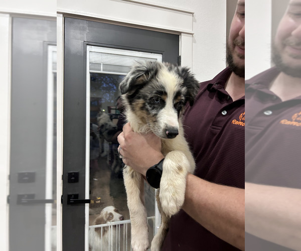 Medium Photo #2 Australian Shepherd Puppy For Sale in TYLER, TX, USA